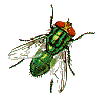 blowfly