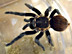 tarantula